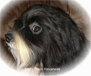Close Up head shot - A black with white Havanese head is turned to the left. It is looking forward out the side of its eye